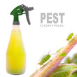 Foto: Plastic sprayer with insecticide and The Green Aphids. Plastic sprayer with insecticide and The Green Aphids.