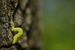 Green caterpillar
