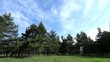 Video: clouds behind the trees in the forest (Time Lapse) clouds behind the trees in the forest (Time Lapse)