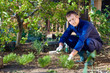Photo: Young man raking soil near parsley Young man raking soil near parsley