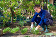 Photo: Young man raking soil near parsley Young man raking soil near parsley