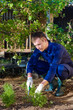 Photo: Young man raking soil near parsley Young man raking soil near parsley