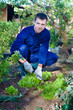 Photo: Young man raking soil near salad Young man raking soil near salad