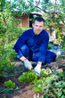 Photo: Young man raking soil near salad Young man raking soil near salad