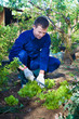 Photo: Young man raking soil near salad Young man raking soil near salad