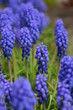 Foto: Traubenhyazinthe - Muscari Traubenhyazinthe - Muscari