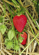 Erdbeere