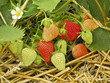 Erdbeeren