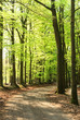 Springtime in the forrest