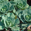 Photo: Wirsingkohl Wirsingkohl