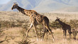 Old giraffe and baby giraffe walking