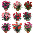 Collection Flower Garofanini new