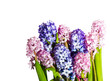 Hyacinths