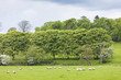 landscape with sheep near Laigh Milton, East Ayrshire, Scotland