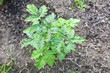Photo: seedling of tomato seedling of tomato