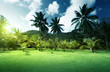 field of grass and coconut palms on Praslin island, Seychelles
