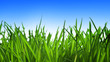 green grass and blue sky