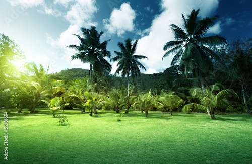 Photo: field of grass and coconut palms on Praslin island, Seychelles field of grass and coconut palms on Praslin island, Seychelles