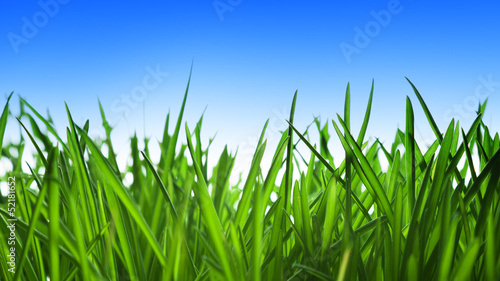 Photo: green grass and blue sky green grass and blue sky