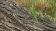 Sand lizard male basking in the sun, long shot