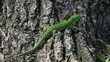 Sand lizard male against stump background, long shot