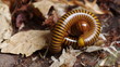 Millipede