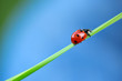 Ladybug on green grass