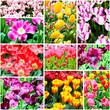 spring flowers. Tulips