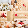 Collage of summer seashells. collection of seashells. pearl on t