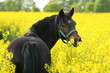 Pony steht im Raps