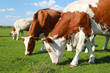 Cows grazing on pasture