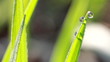water drops on the green grass