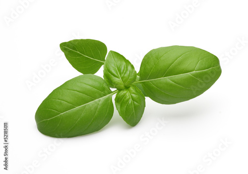 Photo: Basil Leafs Basil Leafs