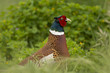 Portrait of a Pheasant