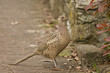 Female Pheasant