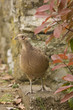 Female Pheasant