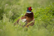 Portrait of a Pheasant