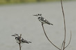 Two Pied Kingfishers