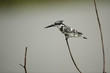Pied Kingfisher