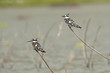 Two Pied Kingfishers