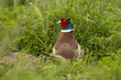 Portrait of a Pheasant