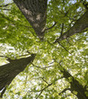 old big oaks trees with new spring foliage