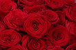 Big group of red roses