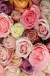 Wedding roses in pastel colors