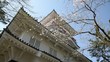 揺れる桜と日本の城