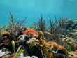 Photo: Coral garden in calm sea Coral garden in calm sea