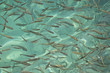 Photo: Naked/Scaleless Songpan Carp Naked/Scaleless Songpan Carp