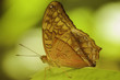 butterfly at Kuranda