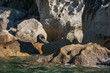basking seal in Abel Tasman National Park