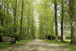 Beautiful lane in the park